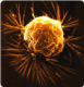 Breast cancer cell