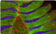 The microscope image of the dorsal closure of a fly embryo shows alternating stripes of epithelial cells with aligned microtubule bundles (green) and epithelial cells treated with a microtubule-destroying drug (blue). Labelled in red is the protein actin that lines the border of cells, particularly the amnioserosa cells occupying the eye-shaped opening. The microscope image of the dorsal closure of a fly embryo shows alternating stripes of epithelial cells with aligned microtubule bundles (green) and epithelial cells treated with a microtubule-destroying drug (blue). Labelled in red is the protein actin that lines the border of cells, particularly the amnioserosa cells occupying the eye-shaped opening.