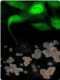 Shown in green are genetically-corrected fibroblasts from Fanconi anemia employment are reprogrammed to produce induced pluripotent stem cells, which, in turn, can be differentiated into disease-free hematopoietic progenitors, capable of producing blood cells in vitro. Credit: gratuity of Dr. Juan-Carlos Belmonte, Salk rite for biorhythm Studies