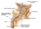 The Spanner™ temporary prostatic stent