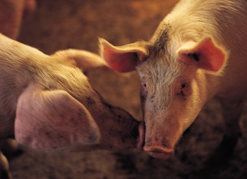 Menurut media pemerintah China, jumlah orang yang terinfeksi oleh apa otoritas percaya adalah penyakit babi-ditanggung bakteri di barat daya telah melompat ke 131.