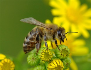 Vegan honey could match powerful antimicrobial properties of mānuka