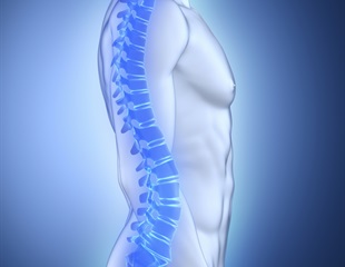 Periodontal bacteria trigger bone density reduction via the gut