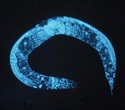 Peroxisome preservation extends lifespan and protects mitochondrial health in worms