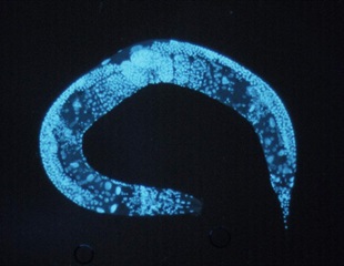 Peroxisome preservation extends lifespan and protects mitochondrial health in worms