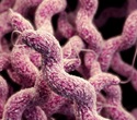 Global analysis of antimicrobial resistance in Campylobacter