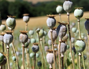 Foreign legislation strongly influences domestic novel psychoactive substance deaths