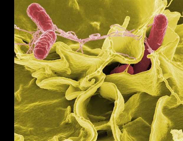 Intestinal stem cells identified as active defenders against Salmonella infection