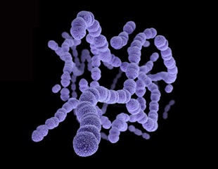 New genetic tool tracks how bacteria spread between people