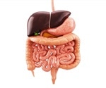 Where are the Kidneys and Liver Located?