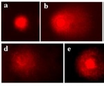 What is the Comet Assay?