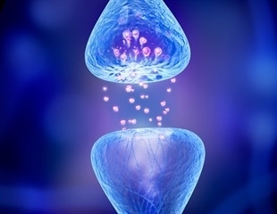 Superagers show greater neuron growth linked to strong memory