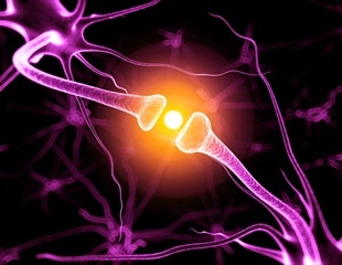 Study links impaired synaptic pruning to autism