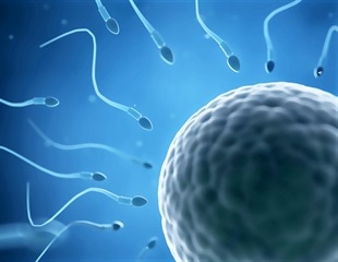 Cooperative sperm may improve fertilization success across diverse arthropods