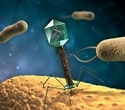 Synthetic biology platform unmasks hidden bacterial targets of bacteriophages