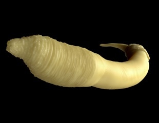 Peroxisome preservation extends lifespan and protects mitochondrial health in worms