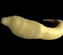 Peroxisome preservation extends lifespan and protects mitochondrial health in worms