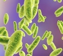 One Health framework guides sustainable control of global bacterial zoonoses