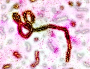 WHO launches PARTNERS clinical trial for Bundibugyo virus treatments