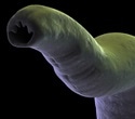 Phase 2 human clinical trial paves way for effective hookworm vaccine