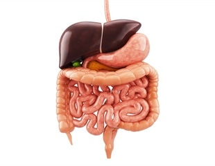 Piezo ion channels: Key regulators of digestive health and disease
