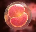 Interspecies blastocyst complementation generates generates rat-derived kidneys in mice