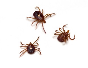 Mizzou tackles rising alpha-gal syndrome cases with research and outreach