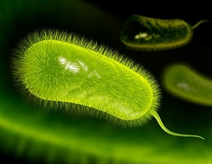Helicobacter pylori exposure linked to one in five cases of bowel cancer