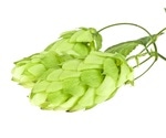 Compounds derived from hops may improve cognitive, other functions in metabolic syndrome patients