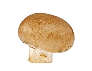Research reveals undisclosed active ingredients in retail mushroom products