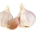 Yale study finds garlic acts as birth control for mosquitoes
