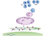 Using homoFRET-FP Detection for Monitoring Insulin Granule Packaging in Live Cells