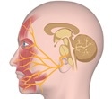 Gentle electroacupuncture effectively promotes nerve repair in facial paralysis