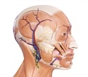Gentle electroacupuncture effectively promotes nerve repair in facial paralysis