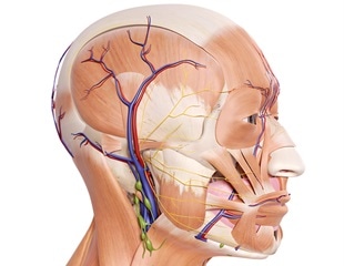 Gentle electroacupuncture effectively promotes nerve repair in facial paralysis