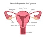 Pelvic Inflammatory Disease Etiology