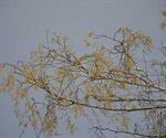 TUM researchers derive practical tips for airing rooms to prevent pollen allergies
