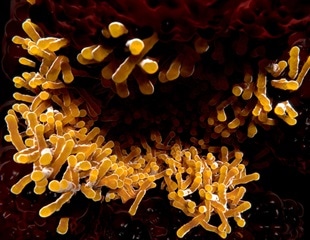 Two new TB vaccines show safety but limited protection