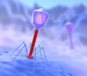 Synthetic biology platform unmasks hidden bacterial targets of bacteriophages