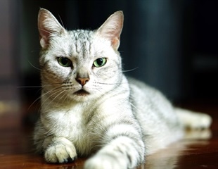 Novel immunotherapy approach to revert the main hallmarks of cat allergy