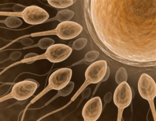 Cooperative sperm may improve fertilization success across diverse arthropods