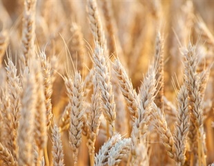 Whole wheat diets may reduce the risk of inflammatory bowel disease