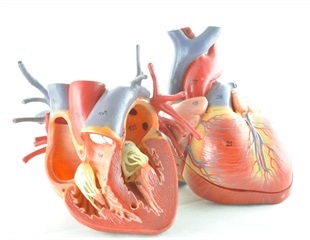 New insights on spontaneous coronary artery dissection in young patients