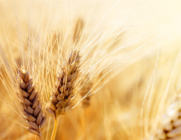 Whole wheat diets may reduce the risk of inflammatory bowel disease