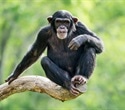 Chimpanzee urine confirms widespread alcohol consumption in the wild
