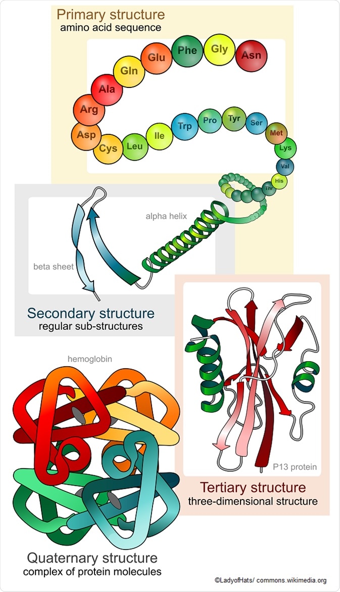 structure of proteins