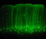 High-resolution atlas illustrates the development of human retina