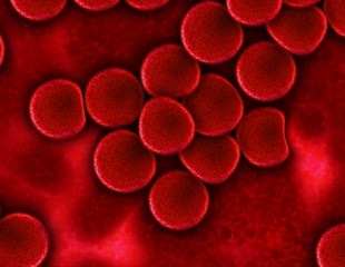 Intercellular heme transfer pathway sustains red blood cell production under stress