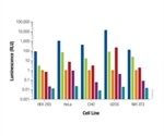 Normalization: An Essential Part of Bioluminescent Reporter Assay