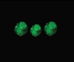 Scientists create synthetic tissue capable of synchronized beating